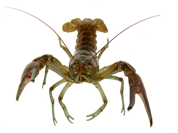 Invasive Crayfish Collaboration