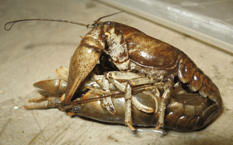 Crayfish Ecosystem ─ Invasive Crayfish Collaboration