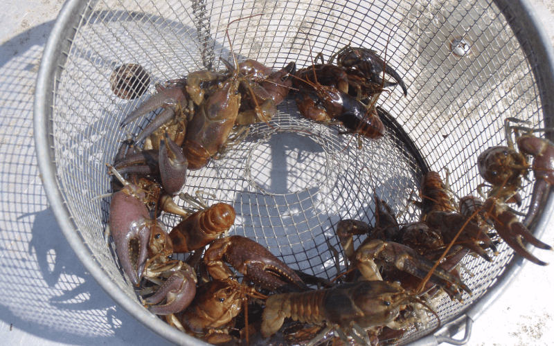 Crayfish Ecosystem ─ Invasive Crayfish Collaboration