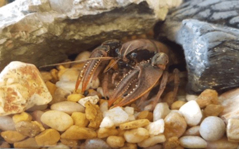 Crayfish Ecosystem ─ Invasive Crayfish Collaboration