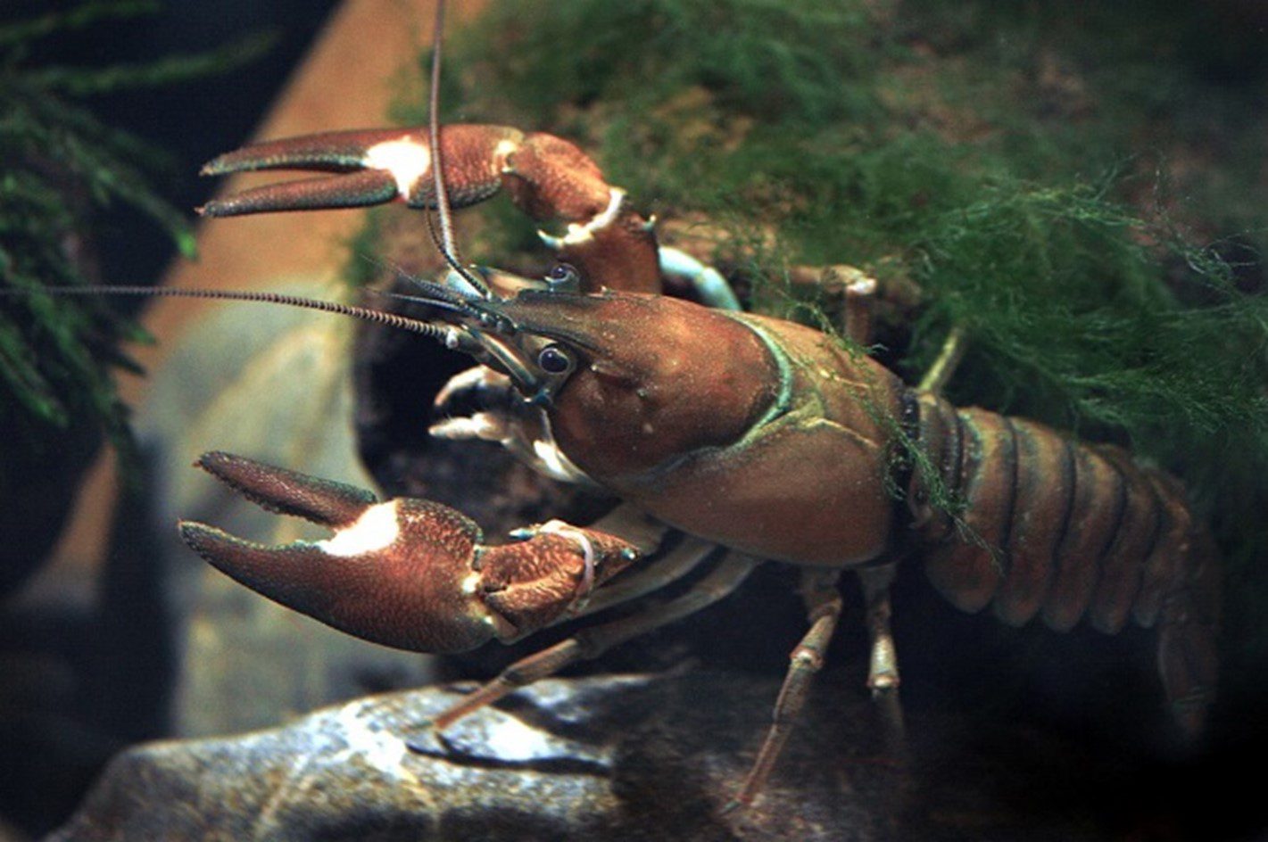 Large, aggressive crayfish found in Colorado lake could threaten