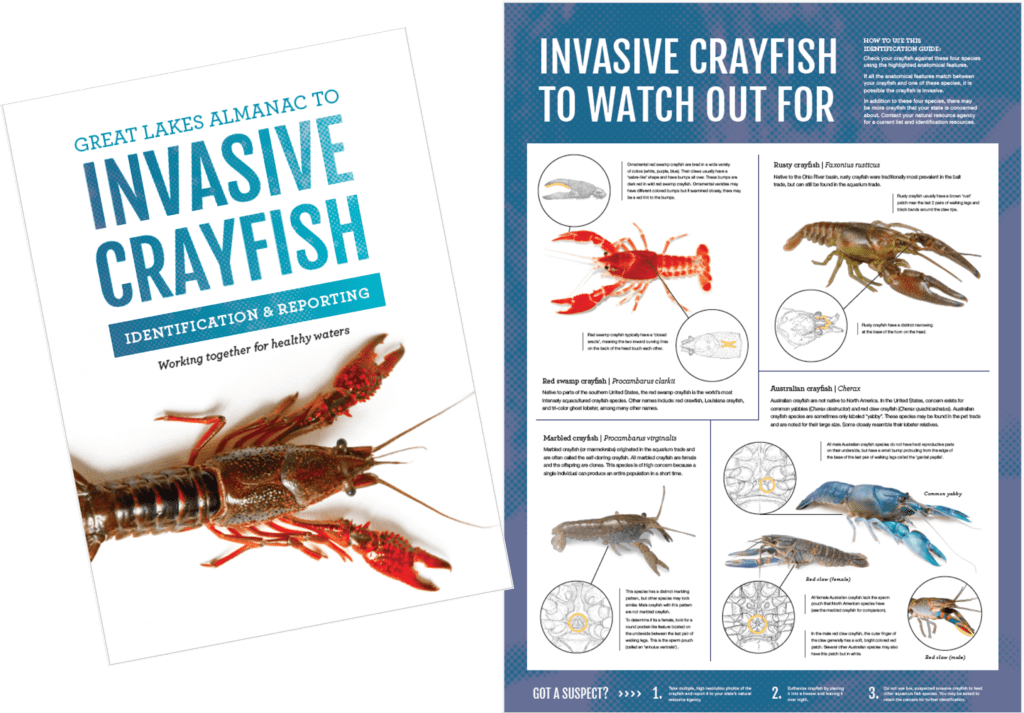 The Great Lakes Almanac to Invasive Crayfish Pamphlet. Poster side opens to four invasive crayfish species: red swamp, rusty, australian, and marbled crayfishes.